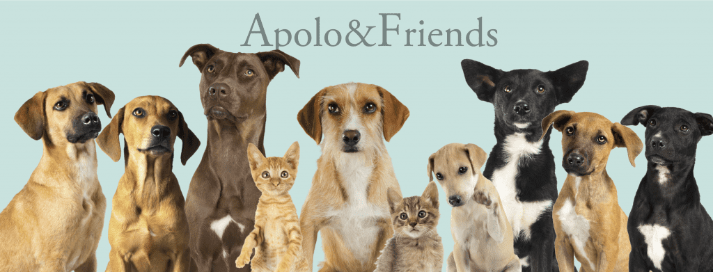 Apolo&Friends-Protección Animal-Reportaje-Lolina Rivas