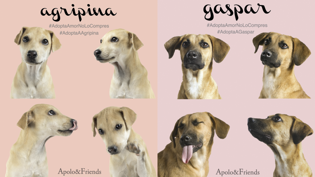 Apolo&Friends-Adopción-Perros-Protección Animal-Lolina Rivas-Reportaje