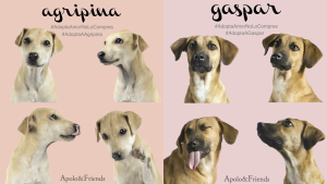 Apolo&Friends_Adopción_Perros_Protección Animal_Lolina Rivas_Blog_Reportaje
